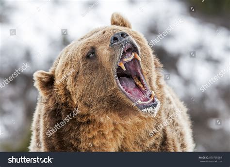 12,822 Angry Grizzly Bear Images, Stock Photos & Vectors | Shutterstock