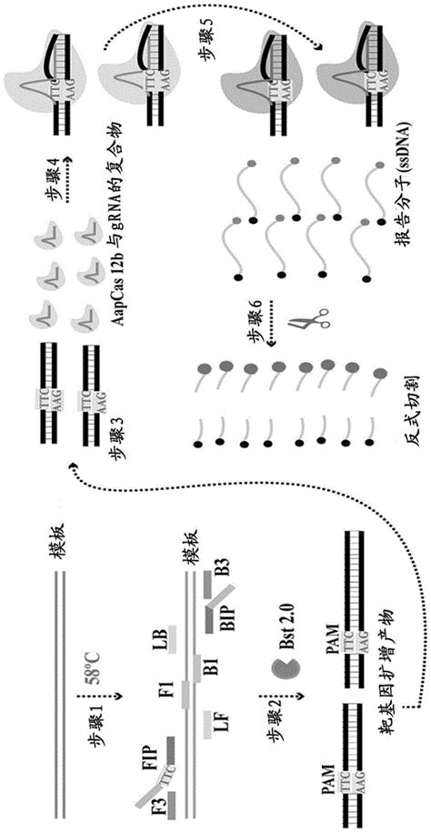 Crispr介导的一步式恒温扩增检测sars Cov 2的方法与流程