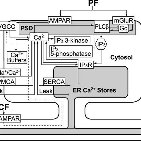 Block diagram of signaling pathways for Ca 2 release at a dendritic ...