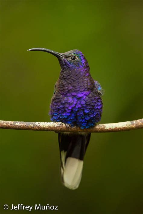 Violet Sabrewing Hummingbird By Jeff Muñoz Rainforest Photo Tours On