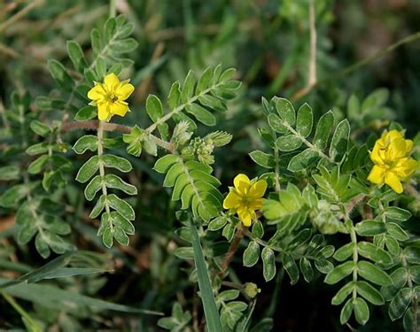 Tribulus terrestris para qué sirve beneficios peligros y efectos