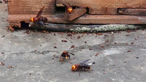 Researchers Id Sex Pheromone Of Invasive Giant Hornet