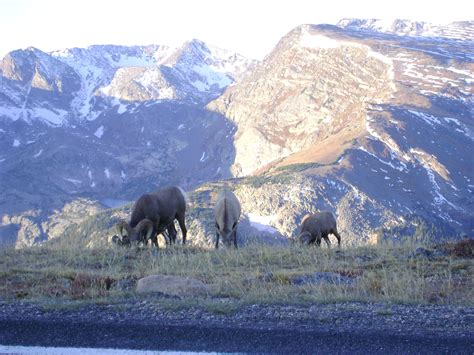 🔥 [80+] Arctic Tundra Wallpapers | WallpaperSafari