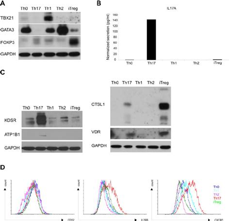 Expression Of The Validated Proteins Throughout Th Cell Subsets Cd4 ϩ