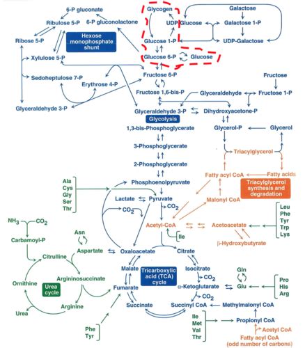 Carbohydrate Glycogen Metabolism Flashcards Quizlet