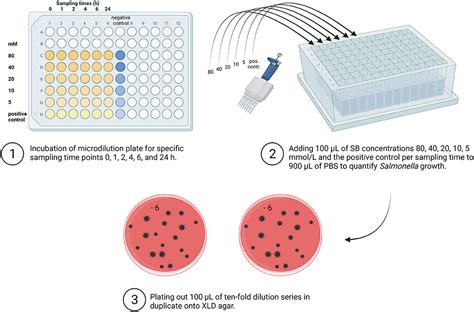 Frontiers In Vitro Evaluation Of Sodium Butyrate On The Growth Of