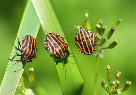 What Kinds Of Bugs Come Out In The Spring - Gilles Lambert Pest Control