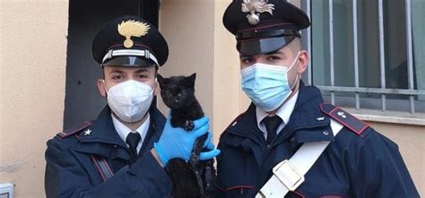 I Carabinieri Salvano Cucciolo Di Gatto Abbandonato In Una Strada