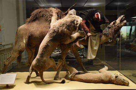 Carnegy Museum Exhibit Arab Courier And Barbary Lions Carnegie Museum