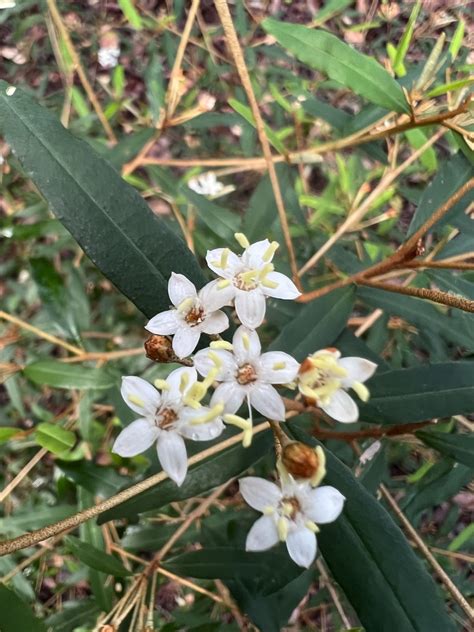 Wallum Phebalium From Moreton Bay Marine Park Woorim Qld Au On