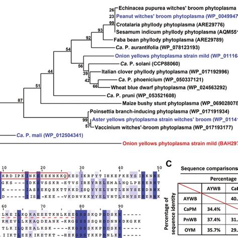 Phylogenetic Comparison And Sequence Alignment Of Phytoplasma Sap