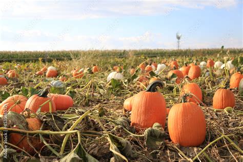 pumpkins in a field at a harvest festival in fall Stock Photo | Adobe Stock