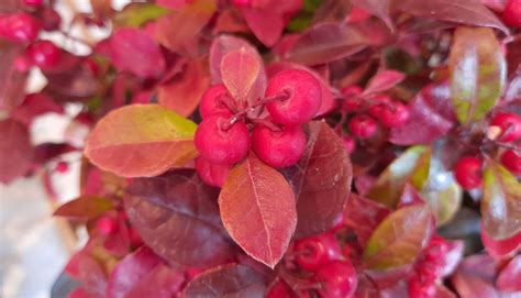 Gaultheria Procumbens Winter Pearls Big Berry Ann Chapman Flickr