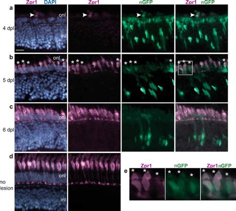 Regenerated Cone Photoreceptors Are GFP A D Cryosections Of Adult