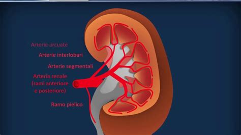 Osteopatia Biodinamica Per Il Dolore Ai Reni Youtube