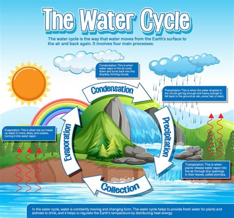 water cycle poster  kids
