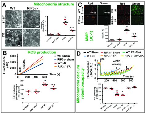 rip knockout protects  mitochondrial damage  dysfunction