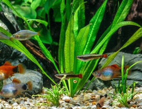 Tips For Stocking Your Aquarium Aquariadise