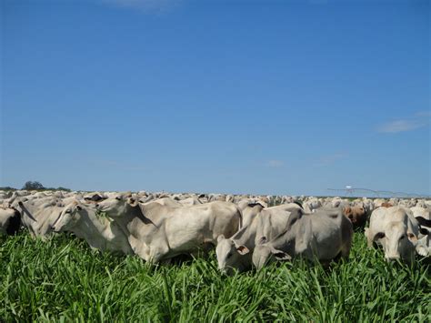 Manejo de pastagens para maior produtividade pecuária AgroFlix