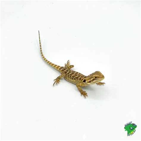 Bearded Dragon - baby to big baby - Strictly Reptiles