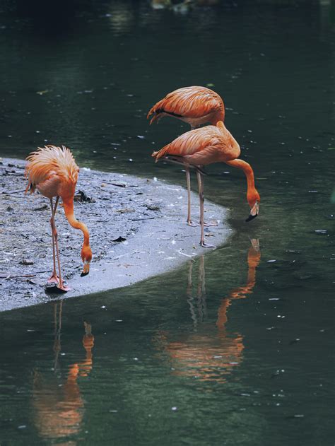 Flock Of Flamingo · Free Stock Photo