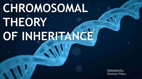 Chromosomal Theory Of Inheritance Ppt