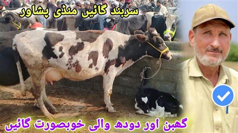 Dairy Cow Mandi Peshawar New Updates Sarband Milk Cow Mandi Peshawar