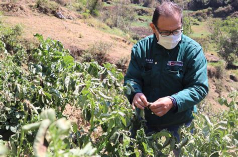 Minagri Mantiene El Control De Plagas Y Enfermedades En La Agricultura Senasa Al Día