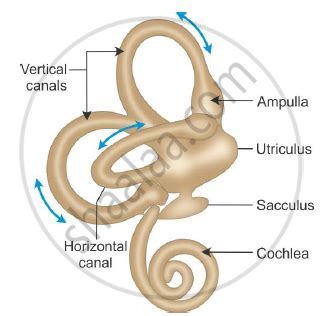 Draw a well labelled diagram of the membranous labyrinth found in the ...