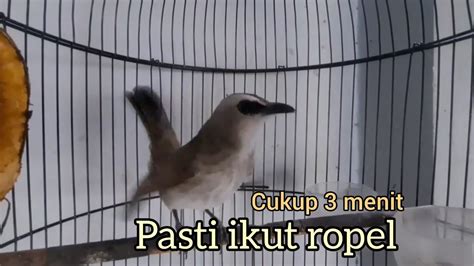 Suara Trucukan Gacor Ropel Panjang Bikin Trucuk Apapun Ikut Bunyi Ropel