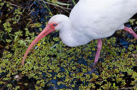 White Ibis, South Florida Photograph by Kenneth Murray - Fine Art America