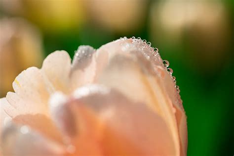 Flor de tulipán naranja y blanco tulipán flor pétalos gotas macro