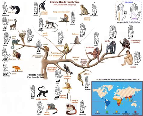 primates | Palm Reading Perspectives