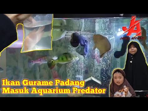 Ikan Gurame Padang Di Aquarium Ikan Predator YouTube