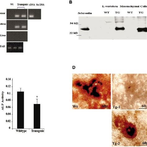 Localization Of The Expression Of Sost And Sclerostin In Murine And