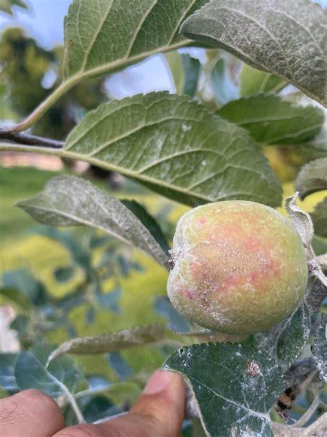 Scab? - General Fruit Growing - Growing Fruit