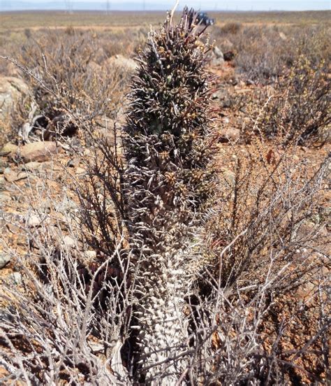 Manyhead Barrelwort From Breede River Dc South Africa On November