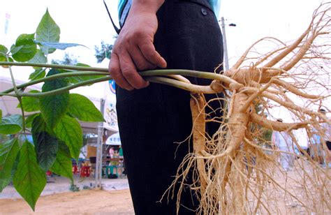 Medicinal Virginia Plant Wild American Ginseng Harvesting Season