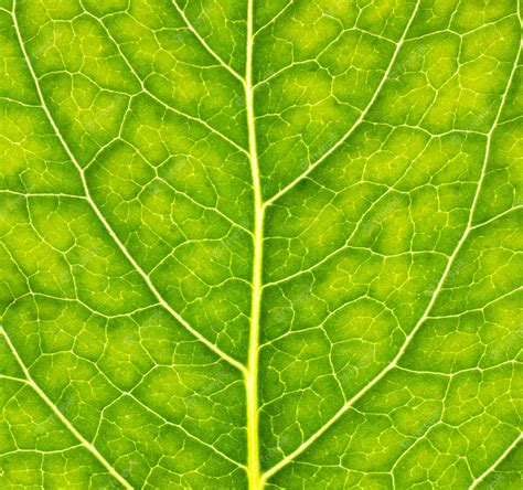 Premium Photo Closeup Leaf Macro Photography Green Leaf Veins Texture