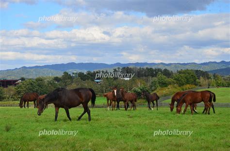 北海道牧場の馬 写真素材 2762070 フォトライブラリー Photolibrary