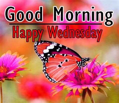 a butterfly sitting on top of a pink flower with the words good morning ...