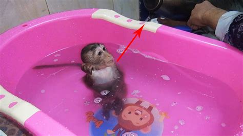 Baby Monkey Jojo Like Hot Water Want To Daddy Bathed Youtube