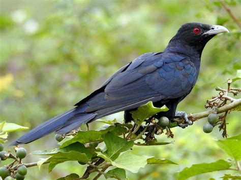 Asian Koel Ebird