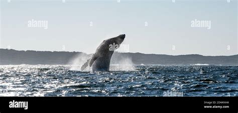 Braconnage De Baleines Bosse Baleine Bosse Sautant Hors De L Eau