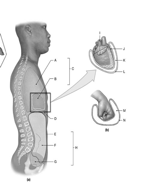 Body Cavity Diagram Quizlet