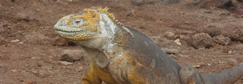 Take a peek into the secret lives of Galapagos iguanas