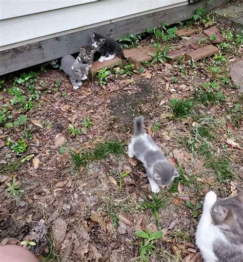 Une chatte sans abri amène ses chatons à la rencontre de la femme qui