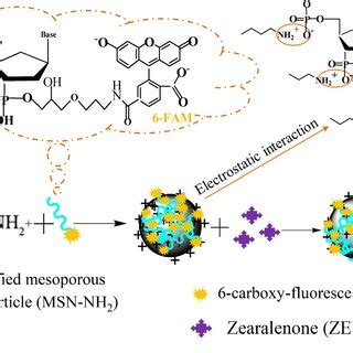 Schematic illustration of aptamer based fluorescence assay λ ex