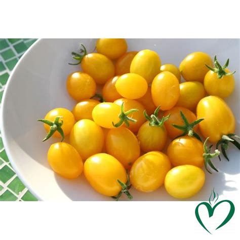 ca chua cherry vang da lat kg noi tro nhanh
