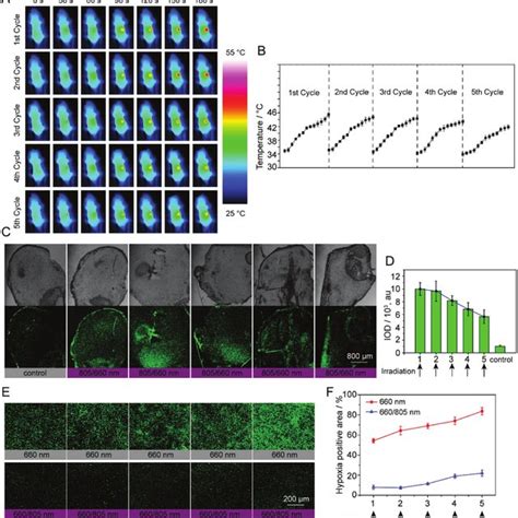 A Picture Of BxPC 3 Tumor Bearing BALB C Nude Mice On Day 24 After